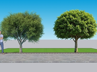 现代主义乔木 2D植物 小叶榕 景观树 乔木 绿植