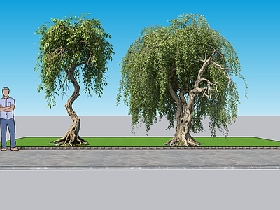 传统园林乔木 2D植物 垂叶榕 景观树 绿化 绿植