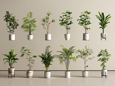 现代简约盆栽 盆栽 盆景 绿植 盆景盆栽 植物