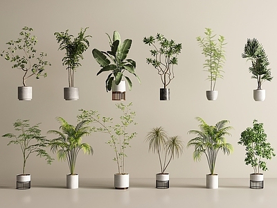 现代简约盆栽 盆景 盆栽 盆栽盆景 绿植 植物