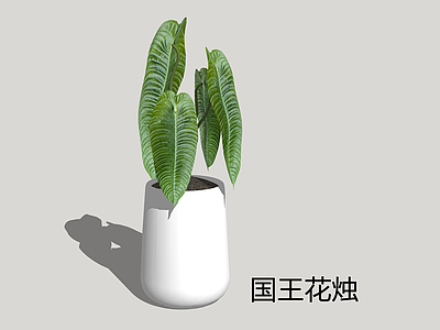 现代简约盆栽 国王花烛 维奇花烛 火鹤王花烛
