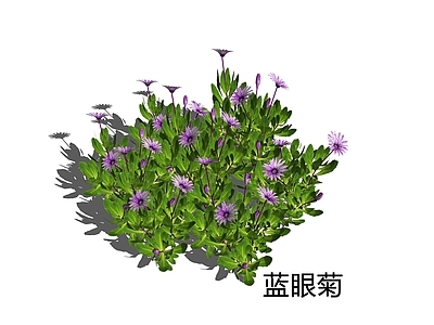 花草 蓝眼菊 南非万寿菊