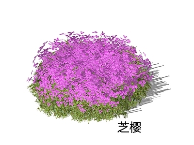 花草 芝樱