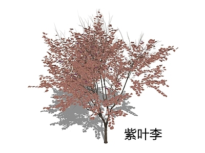 现代乔木 紫叶李