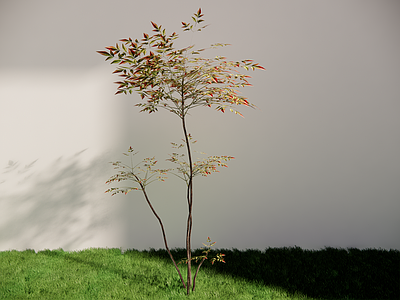 极简灌木 南天竹 禅意植物 新中式庭院植物 3d造型南天竹