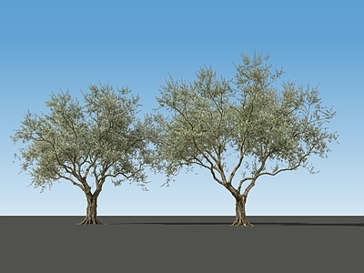 现代主义乔木 2D精品油橄榄 多分支油橄榄 多分支橄榄树 多分支小乔木 景观树木