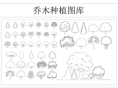 乔木种植