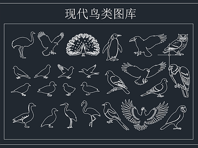 动物 鸟类
