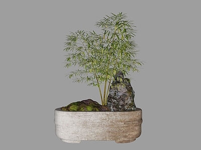 新中式竹子 盆景 盆栽