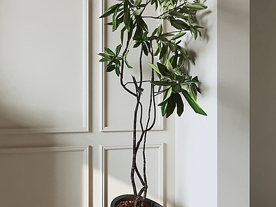 现代简约盆栽 盆栽植物 陶土花盆 室内绿植 墙角装饰 植物盆栽