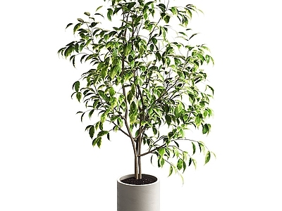 现代简约盆景