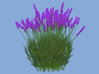 草本植物 薰衣草
