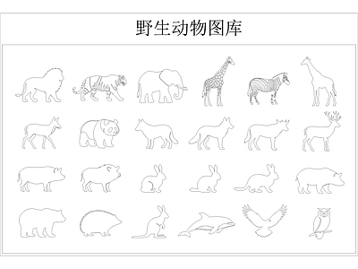 动物 野生动物