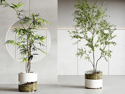 现代简约盆栽 现代绿植盆栽 植物盆栽 盆景 花盆