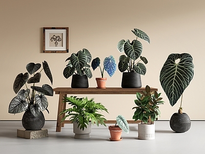 现代简约植物堆 盆栽 盆景 植物组合 花烛盆栽