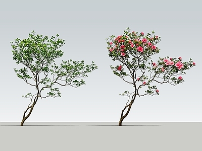 灌木 2D室内天井植物 海岛春花 杜鹃花树 天井庭院植物 杂木花树