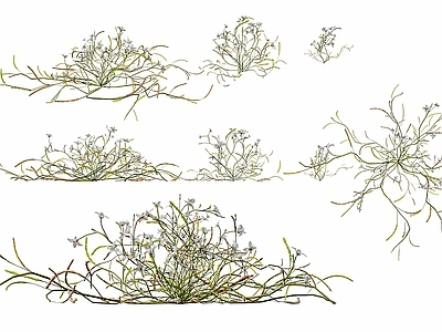 农作物 艳丽喜光芥花草 户外野外野花野草 白色小花 野花野草 花花草草