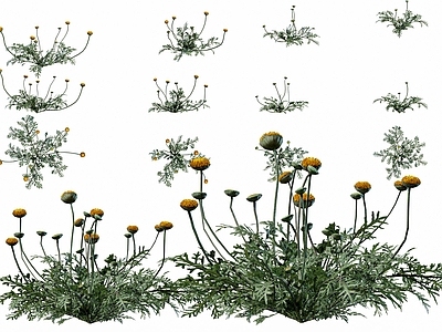 草本植物 野花野草 户外野奢花花草草 小花小草 户外野外花草 黄色野花