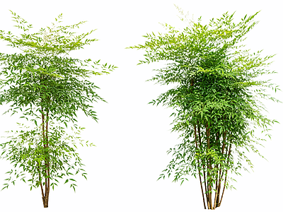 竹子 2D南天竹绿植