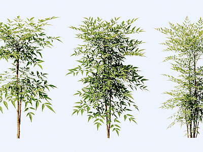 竹子 2D南天竹绿植
