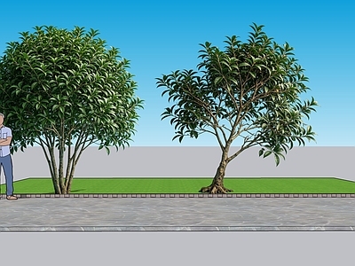 现代主义乔木 2D植物 丹桂 景观树 绿化 绿植