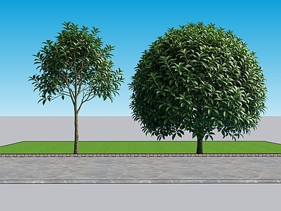 极简乔木 2D植物 丹桂 景观树 绿化 绿植