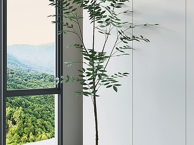 现代简约盆栽 盆栽植物 室内绿植 窗边植物 白色花盆 绿色植物