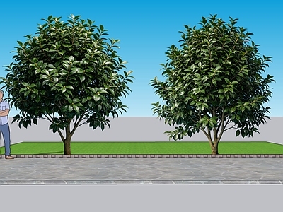 极简乔木 2D植物 山茶 绿植 绿化 景观树