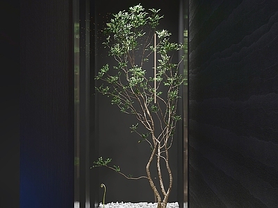 新中式室内景观 盆栽植物 室内装饰 空间分隔 植物展示 装饰性植物