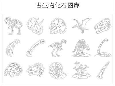 动物 化石