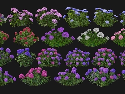花草 2D绣球花 2D花草 2D植物