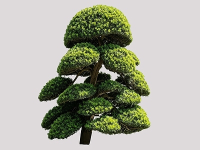 禅意乔木 2D造型树 罗汉松 景观树 庭院树 植物