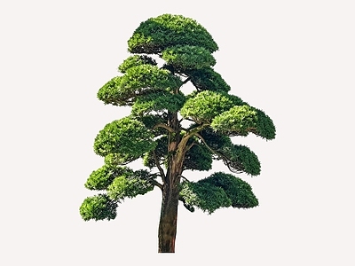 禅意乔木 2D造型树 罗汉松 景观树 庭院树 植物