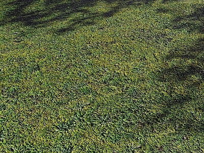 其他材料 现代草坪草地
