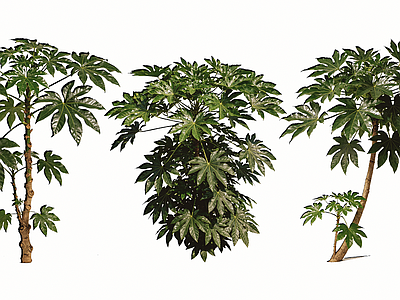 花草 2D八角金盘乔木