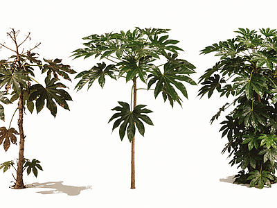 花草 2D八角金盘乔木