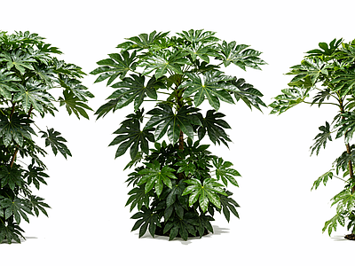 花草 2D八角金盘乔木
