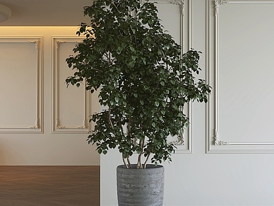 法式盆栽 盆栽植物 混凝土花盆 室内装饰 绿植盆栽 木质地板