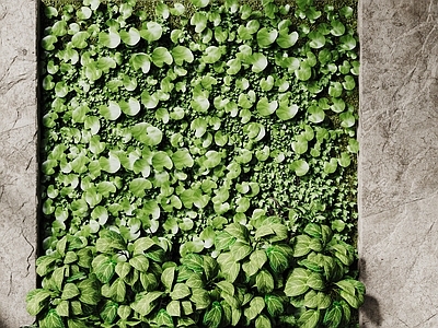 现代绿植墙 现代植物墙 藤蔓墙 垂直绿化墙