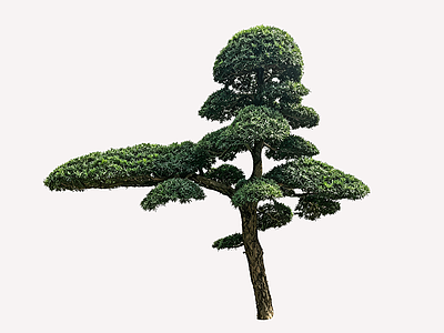 禅意乔木 2D造型树 罗汉松 景观树 庭院树 植物