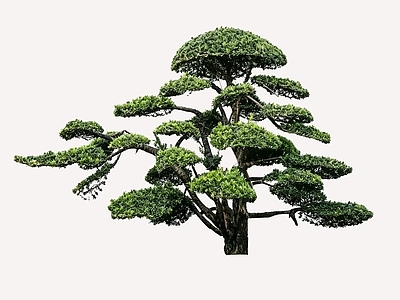 禅意乔木 2D造型树 罗汉松 景观树 庭院树 植物