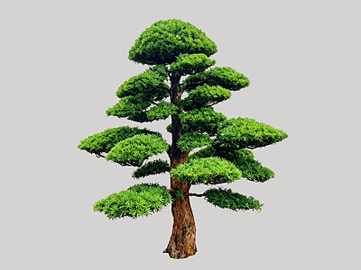 禅意乔木 2D造型树 罗汉松 景观树 庭院树 植物
