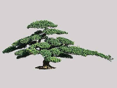 禅意盆栽 2D造型树 罗汉松 景观树 庭院树 植物