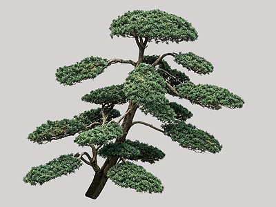 禅意盆栽 2D造型树 罗汉松 景观树 庭院树 植物