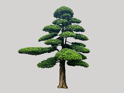 禅意乔木 2D造型树 罗汉松 景观树 庭院树 植物