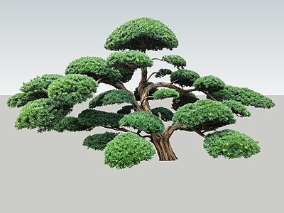 禅意乔木 2D造型树 罗汉松 景观树 庭院树 植物