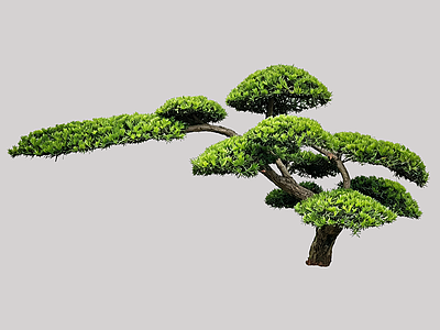 禅意乔木 2D造型树 罗汉松 景观树 庭院树 植物