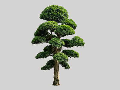 禅意乔木 2D造型树 罗汉松 景观树 庭院树 植物盆栽