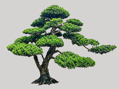 禅意乔木 2D造型树 罗汉松 景观树 庭院树 植物盆栽