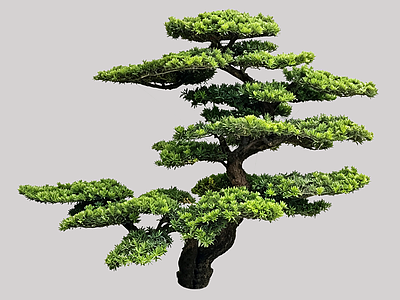 日式盆栽 2D造型树 罗汉松 景观树 庭院树 植物盆栽